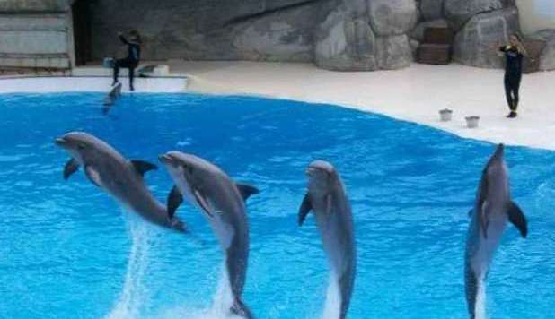GARDALAND, MAI PIÙ DELFINI NEGLI SPETTACOLI: 'SCELTA ANIMALISTA' - FOTO ALL'INTERNO - 13/01/2013