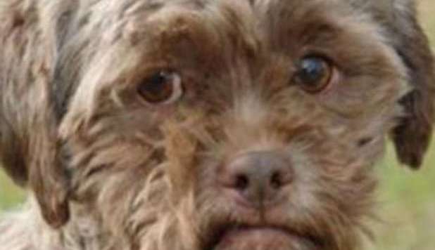 TONIK, IL CANE CON IL 'VOLTO UMANO': APPELLO SUL WEB PER ADOTTARLO - FOTO - 06/02/2013