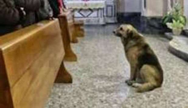 IN FIN DI VITA TOMMY, IL CANE CHE ATTENDEVA IN CHIESA LA PADRONA MORTA - 10/02/2013