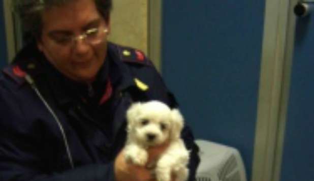 SALVATI 72 CAGNOLINI: ERANO DESTINATI AL TRAFFICO ILLECITO - FOTO - 19/02/2013
