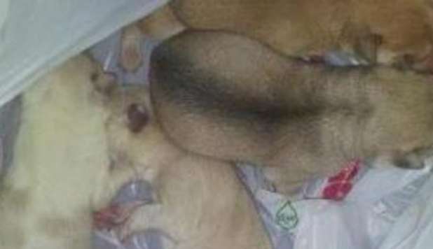 CUCCIOLI GETTATI NELL'IMMONDIZIA: 'DUE SONO MORTI'. APPELLO SUL WEB - FOTO - 06/03/2013