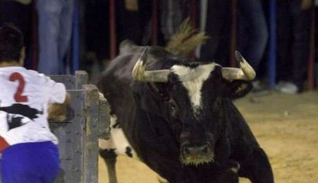 MORTO 'RATON', TORO KILLER DEI MATADOR. 'NE HA UCCISI TRE E SVENTRATI DIECI' - FOTO - 25/03/2013