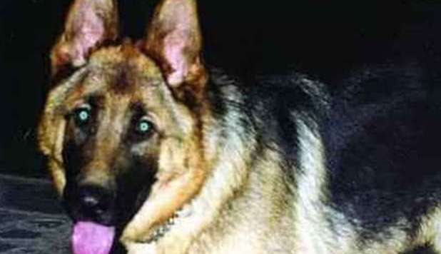 IN COMA ROCKY, IL CANE CHE FECE 600 KM PER TORNARE DAI PADRONI. 'AVVELENATO' - 22/04/2013