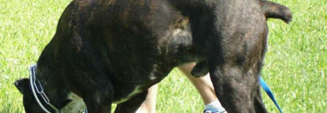 ''CANE GRANDE, PADRONE ROBUSTO'',  L'ORDINANZA CHOC - 11/05/2013