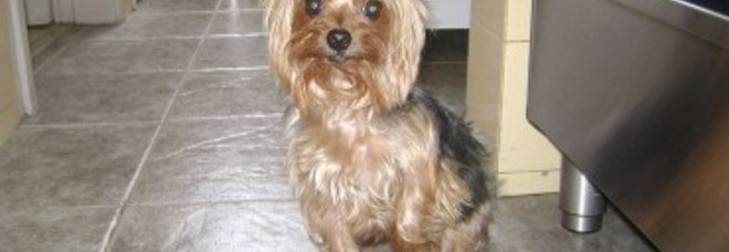 MUORE IN CASA, IL SUO CANE SI LASCIA MORIRE DI STENTI PER VEGLIARLO - FOTO - 15/05/2013