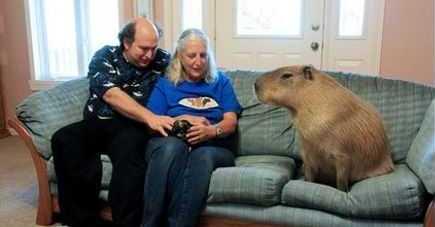 COPPIA ADOTTA UN CAPIBARA, IL  RODITORE PIÙ GRANDE AL MONDO: ''COME UN CANE'' - FOTO - 27/06/2013