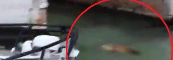 ''UNA FOCA NEL CANAL GRANDE'': IL VIDEO DELL'AVVISTAMENTO FA IL GIRO DEL WEB - 08/07/2013