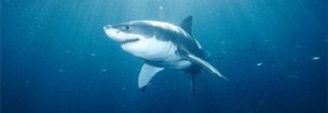FRANCIA, SQUALO ATTACCA E UCCIDE UNA 15ENNE: FACEVA IL BAGNO A UN METRO DALLA SPIAGGIA - 15/07/2013