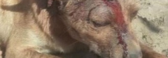 MOLLATO DALLA RAGAZZA, PER VENDETTA ACCOLTELLA E BASTONA IL SUO CANE - FOTO - 30/07/2013