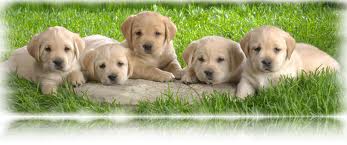 Cani, ecco le nuove regole e forti sanzioni per chi non le rispetta - 08/09/2013
