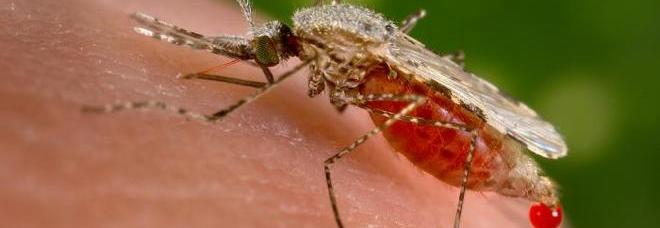 MORTO BIMBO DI 6 ANNI: ''SI SOSPETTA UN CASO DI MALARIA'' - 09/09/2013