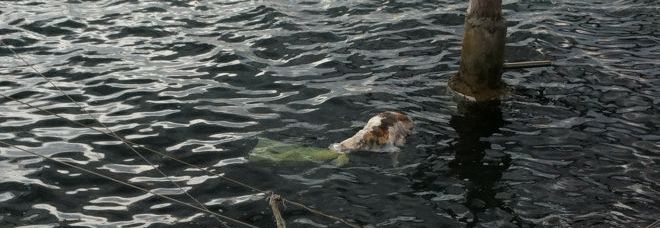 CANE IN ACQUA CON UN SACCHETTO IN TESTA. ''NESSUNO SI FERMAVA, COME NON ESISTESSE'' - 12/09/2013