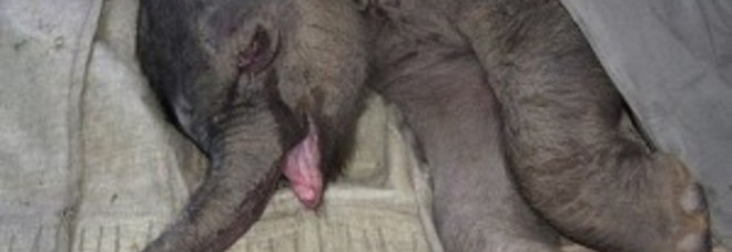 LA MAMMA TENTA DI SCHIACCIARLO: IL PICCOLO ELEFANTINO SCOPPIA A PIANGERE -VIDEO BOOM - 12/09/2013