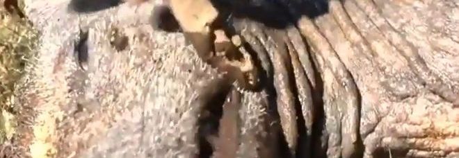 ''HO UCCISO UN CHUPACABRA'', CONTADINO MOSTRA L'ANIMALE MITOLOGICO - VIDEO - 15/09/2013