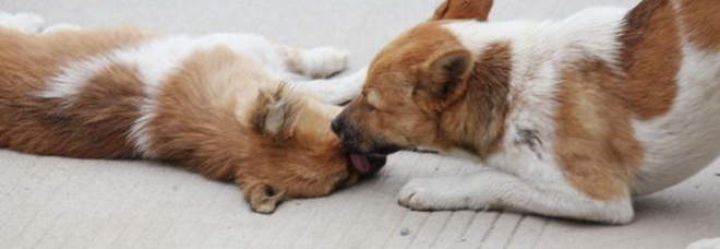CUCCIOLO DI CANE VEGLIA PER GIORNI LA SUA SORELLINA: È STATA INVESTITA DA UN'AUTO - 17/11/2013