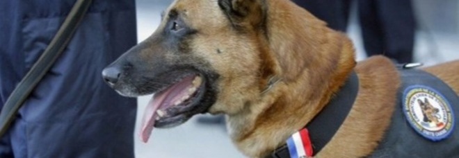 DIESEL, AKIL E ALTRI EROI A QUATTRO ZAMPE. ECCO I CANI VITTIME DEL TERRORISMO - 18/11/2015