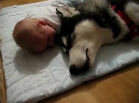 Il cane canta mentre il bambino piange un video incredibile che fa sorridere anche i piu’ duri - 30/10/2013