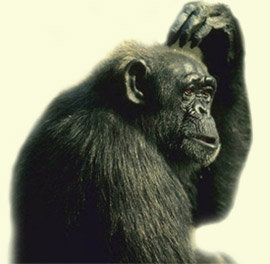 CE SO' DIVERSI TIPI DE IGNORANZA... - 16/03/2012