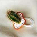 REGALAMO STO CIUCCIO A TUTTI I CHIACCHIERONI !! - 25/03/2012