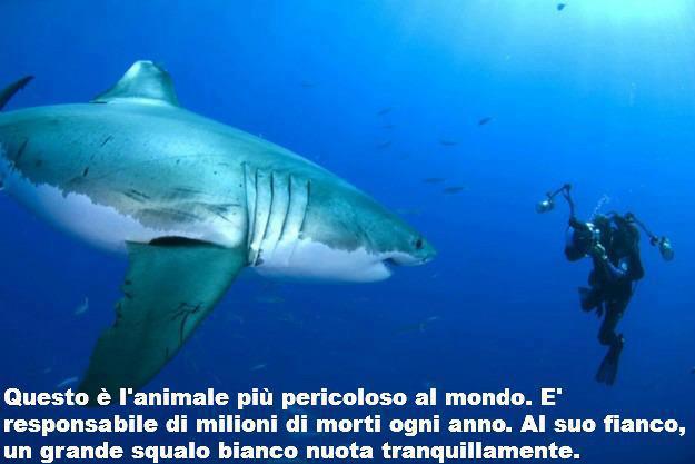 Immagine Divertente - 12/05/2013