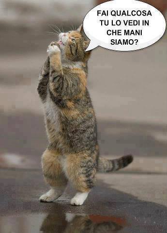 Vignetta Divertente - 29/06/2013