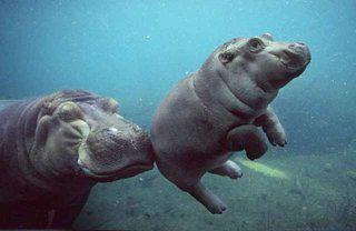 DICONO CHE ER NUOTO FA' DIMAGRI'... - 02/04/2012