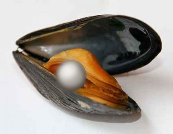 E' INUTILE CHE T'ATTEGGI A OSTRICA !!..... SEI 'NA COZZA !! - 18/03/2012