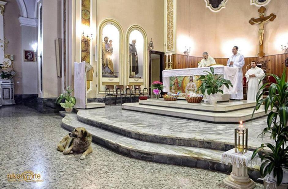 E' MORTO 'TOMMY', IL CANE CHE HA COMMOSSO L'ITALIA - 12/02/2013