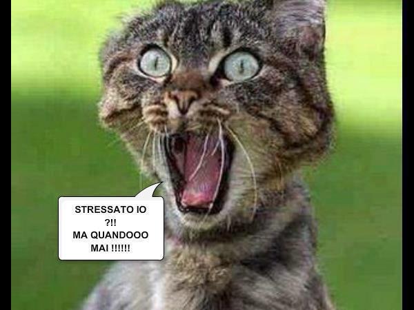 Immagine Divertente - 07/03/2013