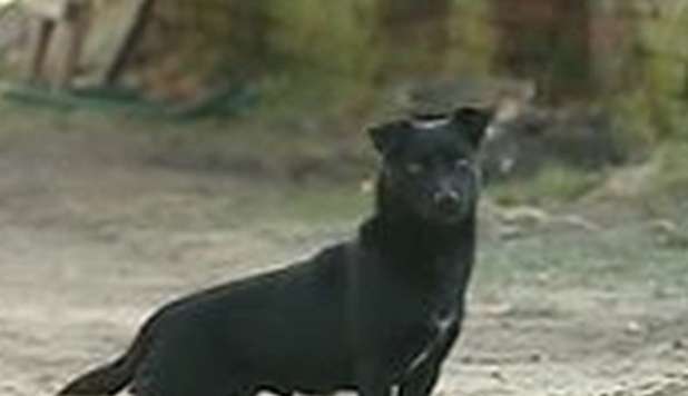 BAMBINA DI 3 ANNI, SALVA GRAZIE AL SUO CAGNOLINO: 'HA EVITATO IL CONGELAMENTO' - 03/03/2013