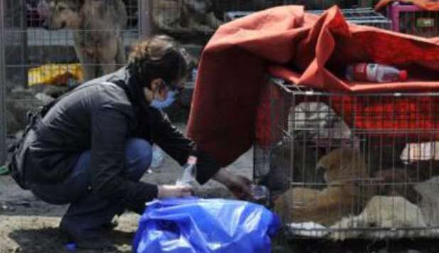 SALVATI 900 CANI DESTINATI AI RISTORANTI CINESI. SARANNO ADOTTATI - 06/03/2013