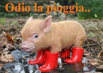 Immagine Divertente - 11/03/2013