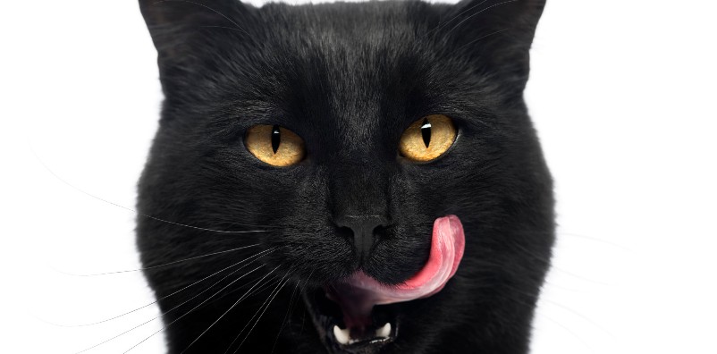HALLOWEEN: 3MILA GATTI NERI UCCISI OGNI ANNO SOLO IN ITALIA - 29/10/2015