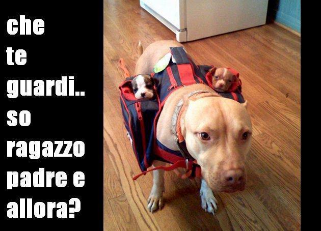 Immagine Divertente - 05/03/2013