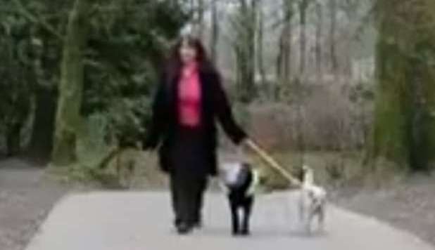 IL CANE CHE GUIDA IL LABRADOR CIECO. 'MILO' COMMUOVE IL WEB - VIDEO - 07/03/2013