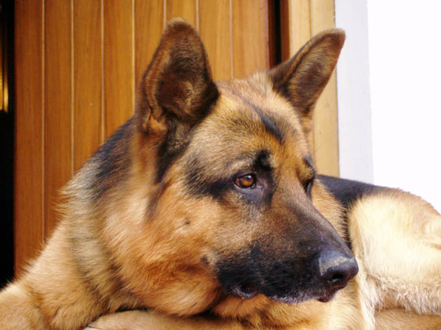CANE SALVA IL BAMBINO, POI MUORE DALLA FATICA - 18/04/2013