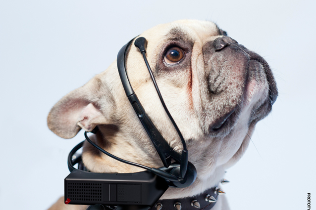 ARRIVA IL DISPOSITIVO PER FAR PARLARE I CANI - 23/12/2013