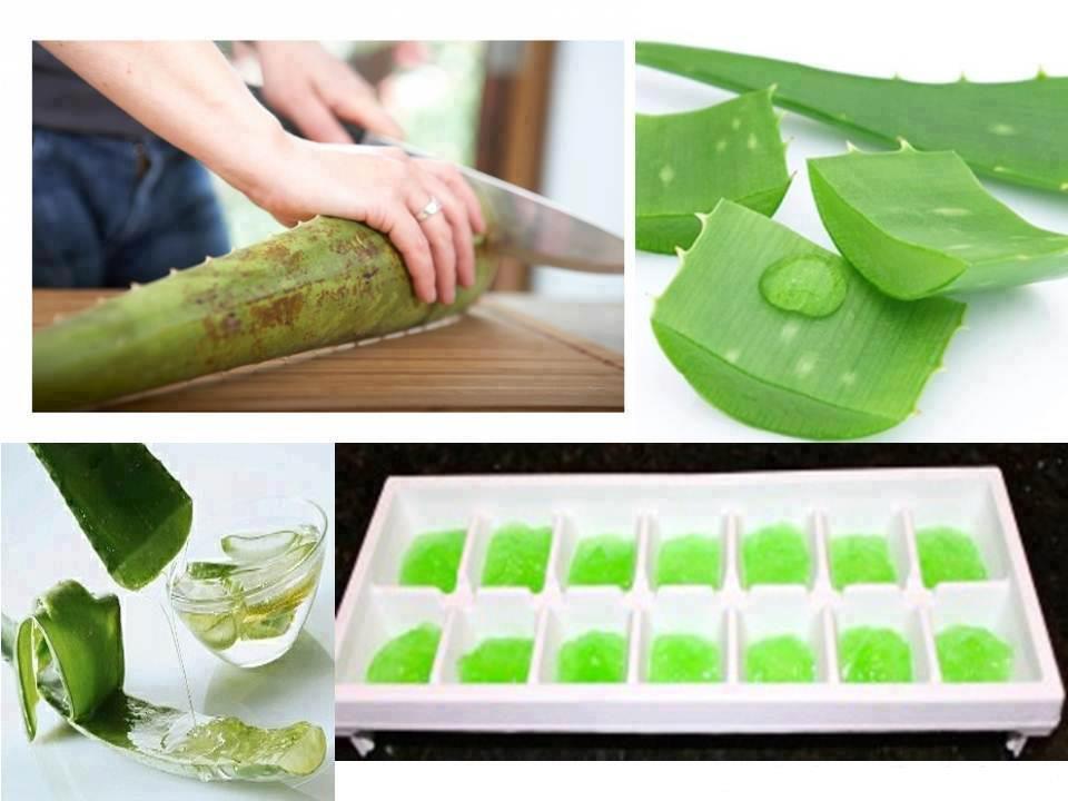 COME PRODURRE IL SUCCO DI ALOE - 06/11/2012