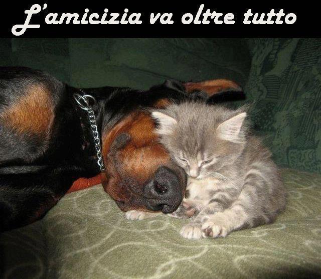 Immagine Divertente - 31/01/2013