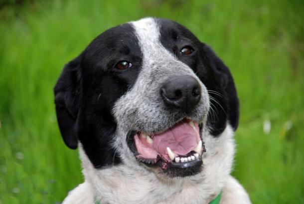 Fenomenale fedeltà del cane. Il video fa il giro del web - 14/07/2013