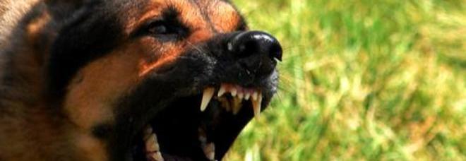 ROMA CHOC, BIMBA DI 3 ANNI UCCISA DAL CANE: AZZANNATA A COLLO E TESTA, È MORTA IN OSPEDALE - 25/09/2014