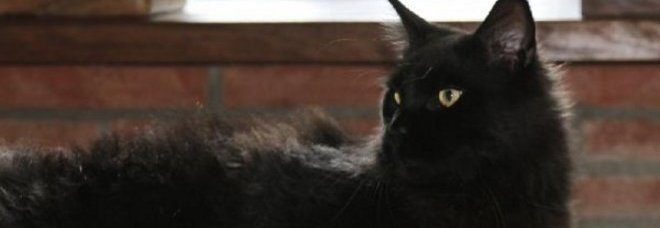 NOTIZIA SHOCK: ''FATEMI ADOTTARE UN GATTINO''. POI LI UCCIDEVA E LI CUCINAVA PER LUI E GLI AMICI - 25/01/2014