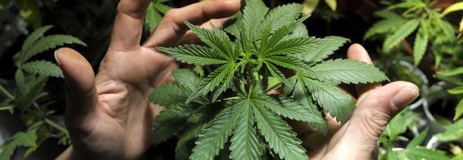 CANNABIS TERAPEUTICA, RENZI DÀ IL VIA LIBERA ALLA LEGGE. ''PRESCRITTA DAI MEDICI DI BASE'' - 09/03/2014