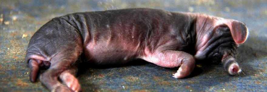 CUCCIOLI DI ELEFANTE NATI DA UN CONIGLIO, INDAGINI CHOC: ''POTREBBERO ESSERE MUTAZIONI GENETICHE'' - 14/05/2014