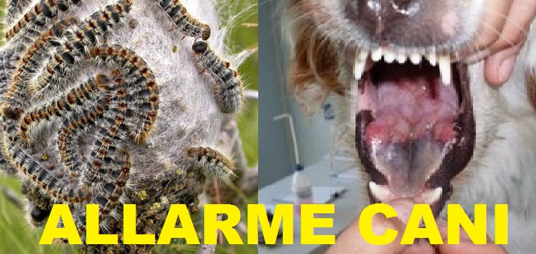 ALLARME PROCESSIONARIA, BRUCO KILLER. CANI IN PERICOLO DI MORTE - 12/07/2014