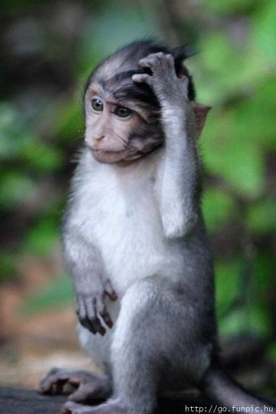 DICI DE AMA' ER POLLO.. E LO HAI MANGIATO, DICI DE AMA' ER FIORE.. E LO HAI TAJATO, DICI DE AMA' ER GATTO.. E LO HAI CASTRATO... - 12/03/2012