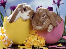 BUONA PASQUA !! - 01/03/2012