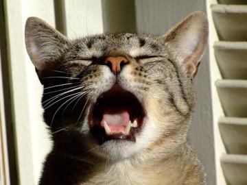 CE STA 'N GATTO CHE MIAGOLA IN CONTINUAZIONE DURANTE 'A GIORNATA... - 15/03/2012