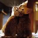 PE' ESSE FELICI NUN SERVONO GRANDI COSE... BASTA AVE' ACCANTO 'A PERSONA GIUSTA !! - 16/03/2012