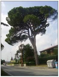 CHE DIFFERENZA C'E' TRA 'N FULMINE E 'NA DONNA AL VOLANTE? ... - 17/03/2012